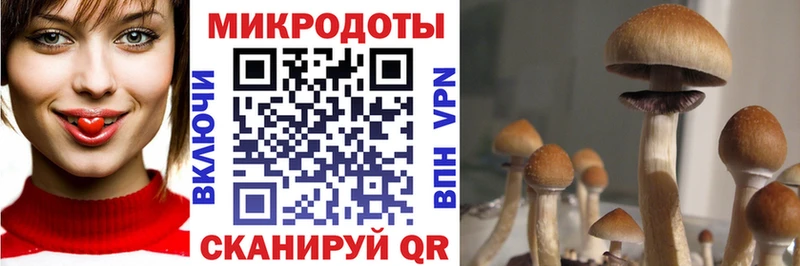 Псилоцибиновые грибы Psilocybe Купить где Углегорск